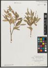 Foto von Salix pycnostachya Andersson